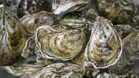 Oyster .